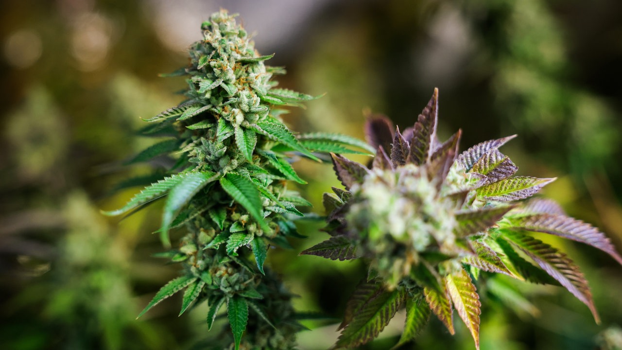 Order Edibles Online Canada and Explore Unique Infused Treats